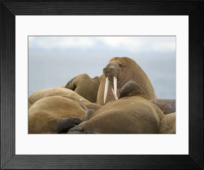 Framed Print : DDE-90034111 Framed Print : DDE-90034111