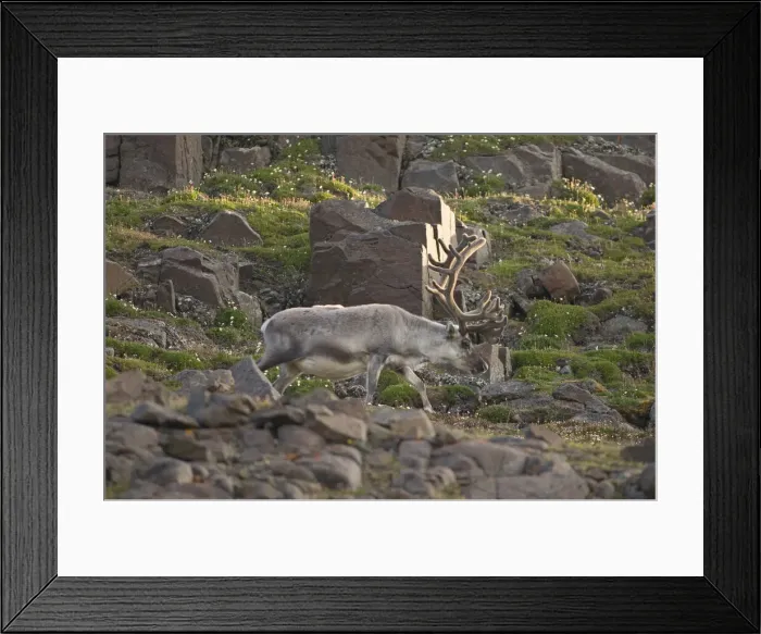 Framed Print : DDE-90034120 Framed Print : DDE-90034120