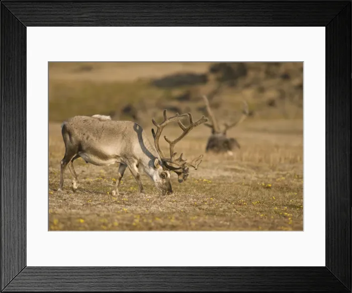 Framed Print : DDE-90034123 Framed Print : DDE-90034123