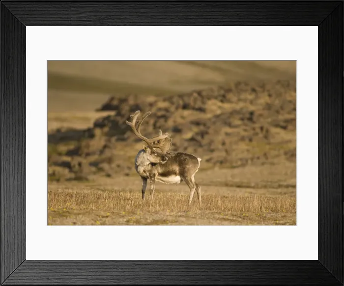 Framed Print : DDE-90034124 Framed Print : DDE-90034124