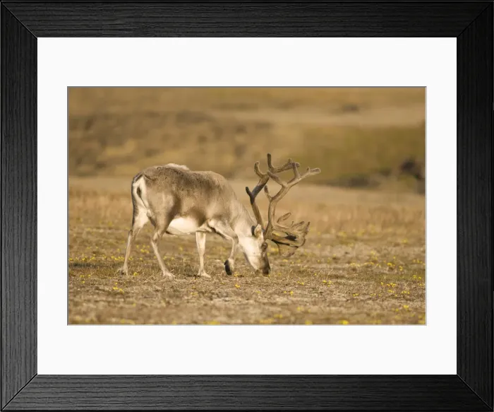 Framed Print : DDE-90034122 Framed Print : DDE-90034122