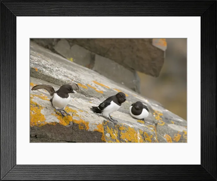 Framed Print : DDE-90034127 Framed Print : DDE-90034127