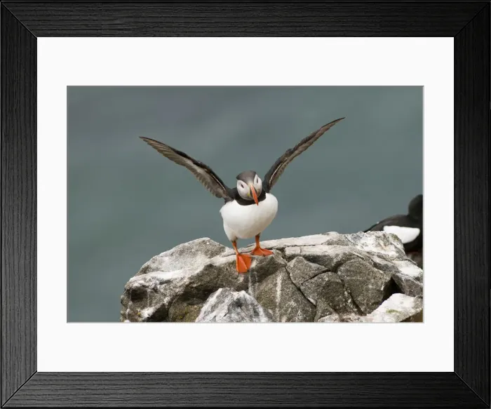 Framed Print : DDE-90034129 Framed Print : DDE-90034129