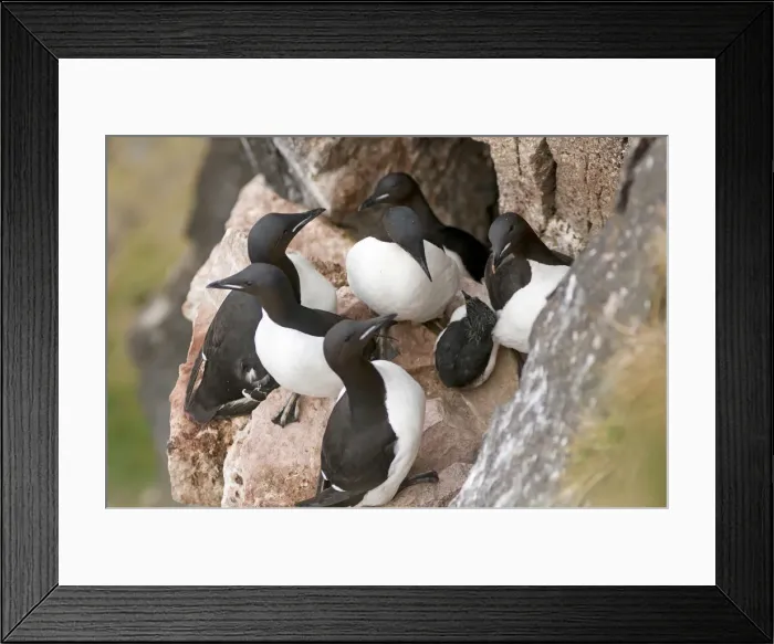 Framed Print : DDE-90034130 Framed Print : DDE-90034130