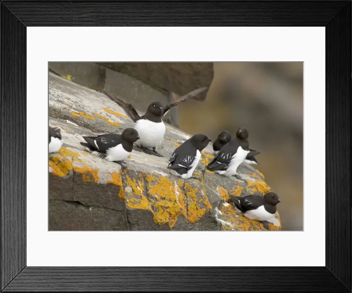 Framed Print : DDE-90034128 Framed Print : DDE-90034128