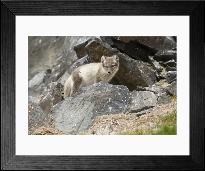Framed Print : DDE-90034131 Framed Print : DDE-90034131