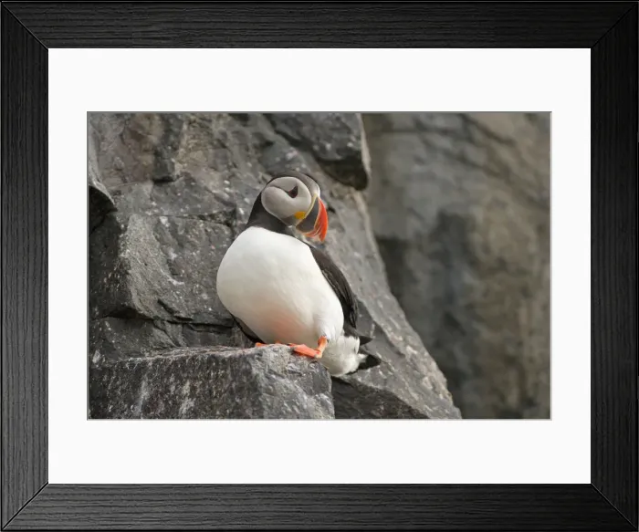 Framed Print : DDE-90034132 Framed Print : DDE-90034132