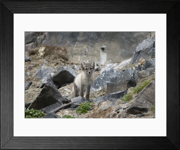 Framed Print : DDE-90034133 Framed Print : DDE-90034133