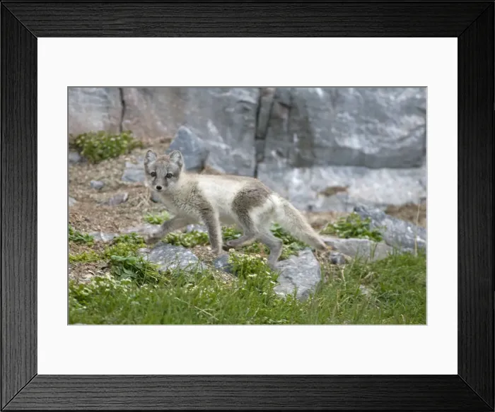 Framed Print : DDE-90034134 Framed Print : DDE-90034134