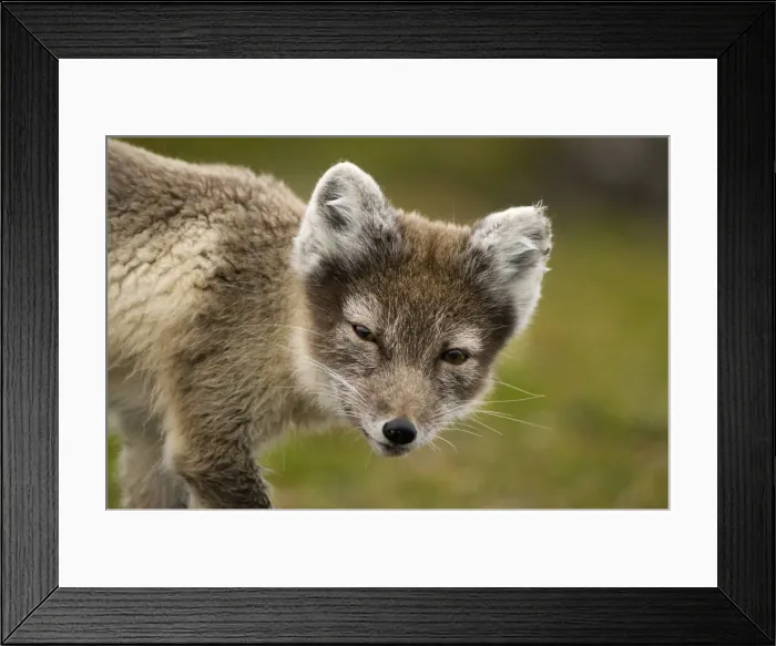 Framed Print : DDE-90034135 Framed Print : DDE-90034135