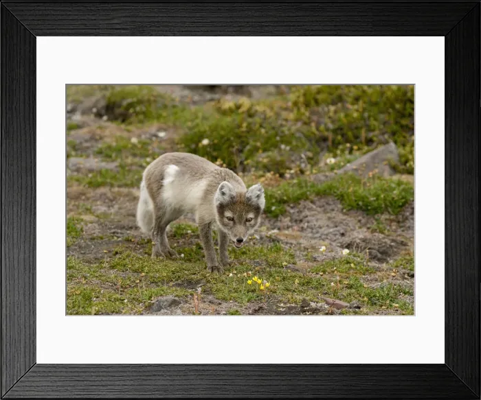 Framed Print : DDE-90034136 Framed Print : DDE-90034136