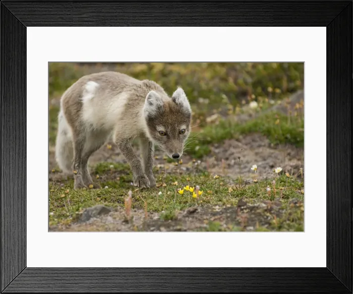 Framed Print : DDE-90034137 Framed Print : DDE-90034137