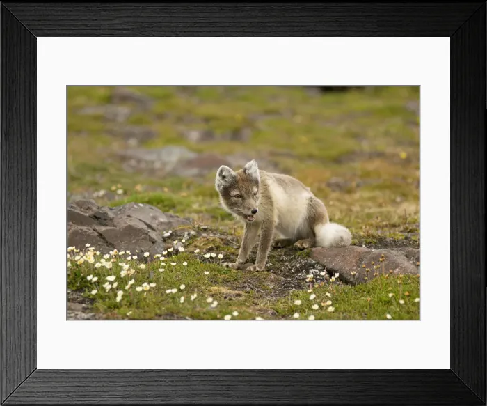 Framed Print : DDE-90034139 Framed Print : DDE-90034139