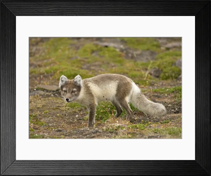 Framed Print : DDE-90034138 Framed Print : DDE-90034138