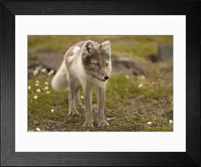 Framed Print : DDE-90034140 Framed Print : DDE-90034140