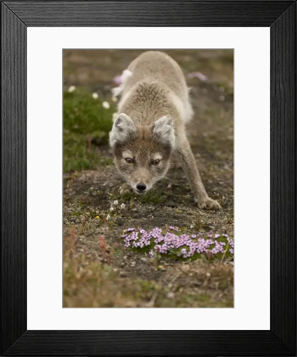 Framed Print : DDE-90034141