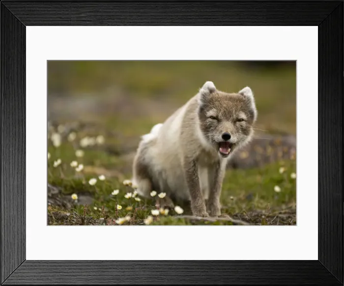 Framed Print : DDE-90034142 Framed Print : DDE-90034142