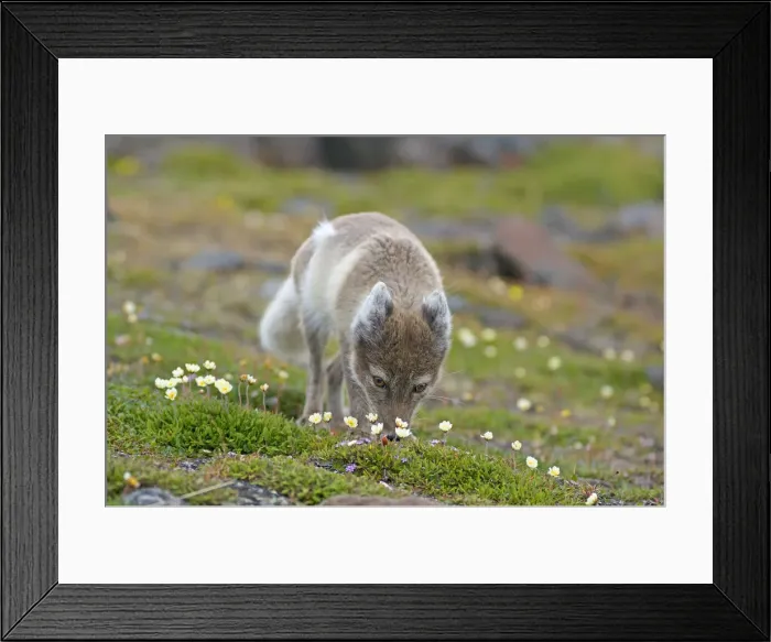 Framed Print : DDE-90034143 Framed Print : DDE-90034143