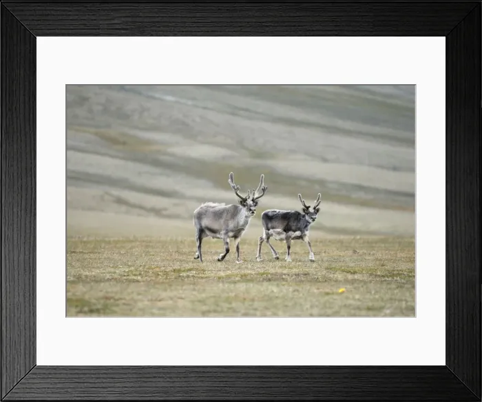 Framed Print : DDE-90034144 Framed Print : DDE-90034144