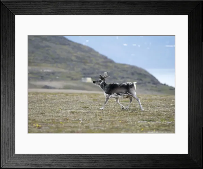 Framed Print : DDE-90034145 Framed Print : DDE-90034145