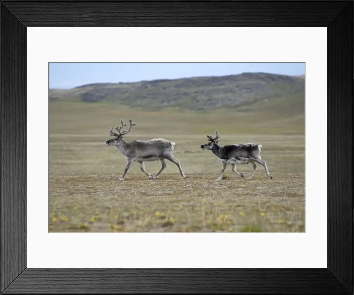 Framed Print : DDE-90034146 Framed Print : DDE-90034146