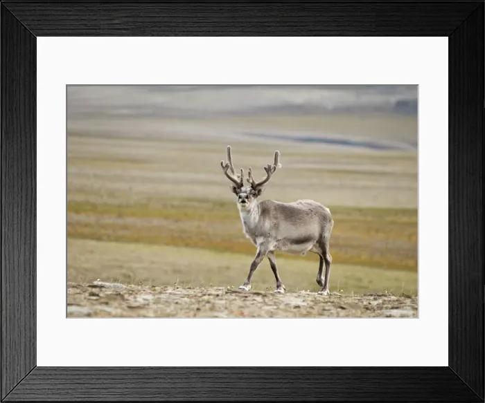 Framed Print : DDE-90034147 Framed Print : DDE-90034147