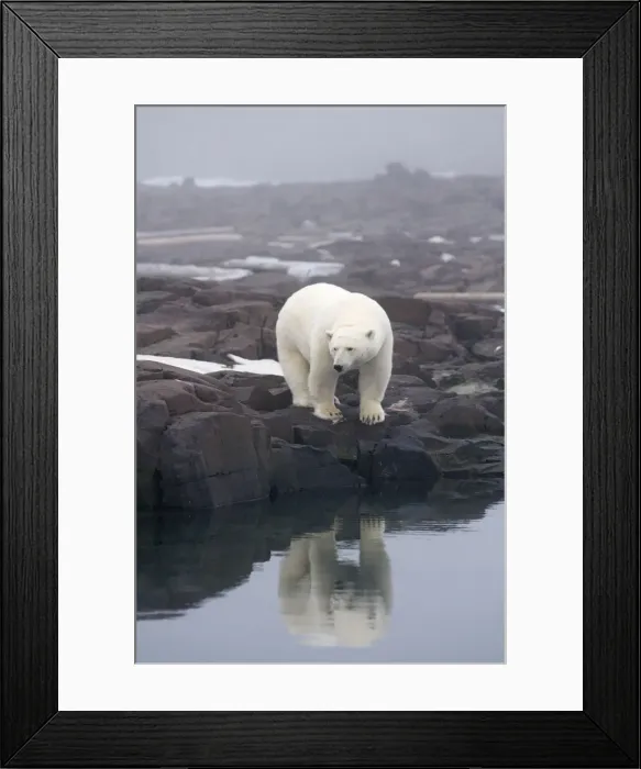Framed Print : DDE-90034148 Framed Print : DDE-90034148