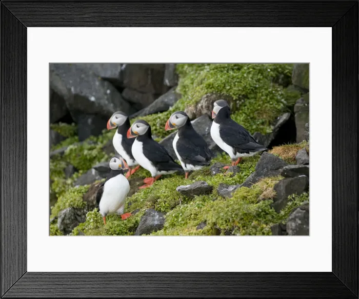 Framed Print : DDE-90034149