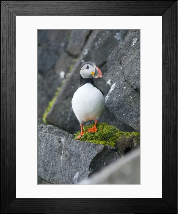 Framed Print : DDE-90034154 Framed Print : DDE-90034154
