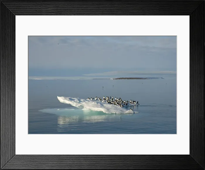 Framed Print : DDE-90034158 Framed Print : DDE-90034158