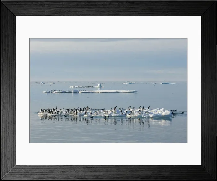 Framed Print : DDE-90034157 Framed Print : DDE-90034157