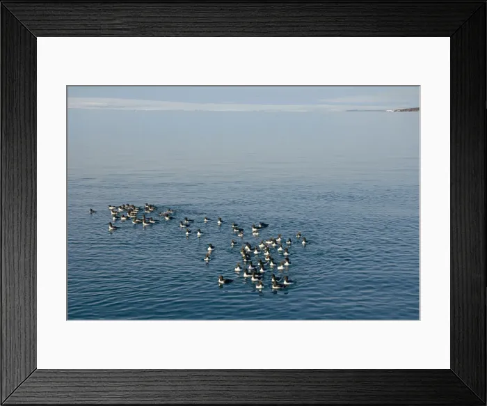 Framed Print : DDE-90034159 Framed Print : DDE-90034159
