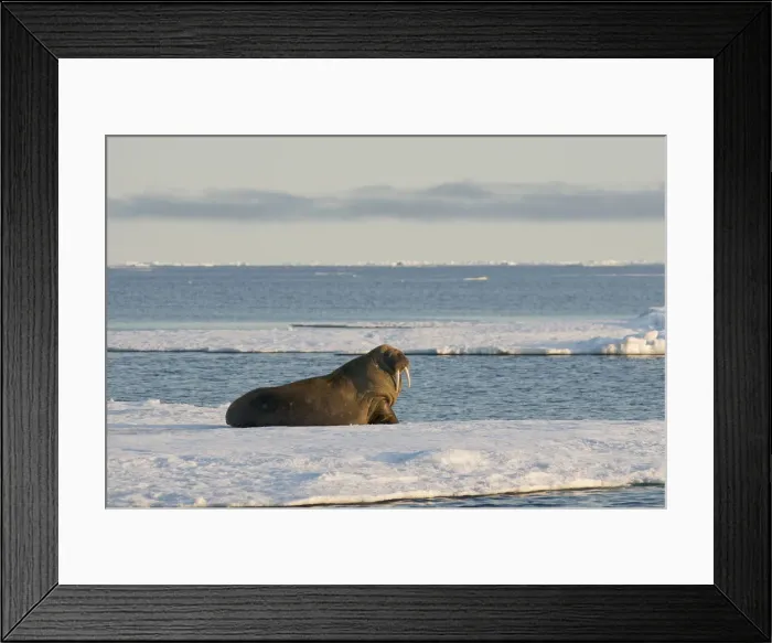 Framed Print : DDE-90034167