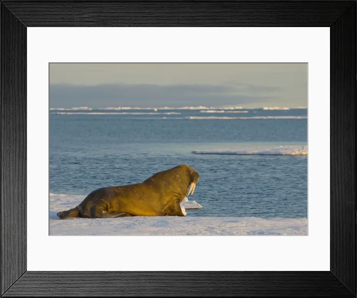 Framed Print : DDE-90034168 Framed Print : DDE-90034168