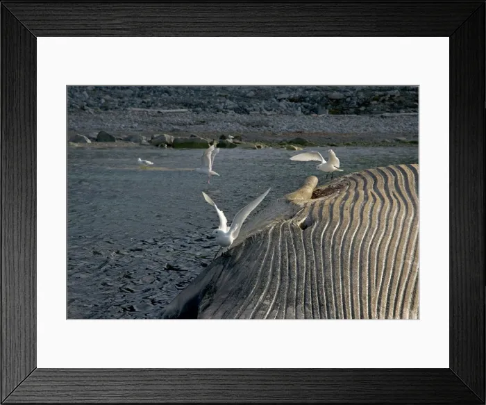 Framed Print : DDE-90034170 Framed Print : DDE-90034170