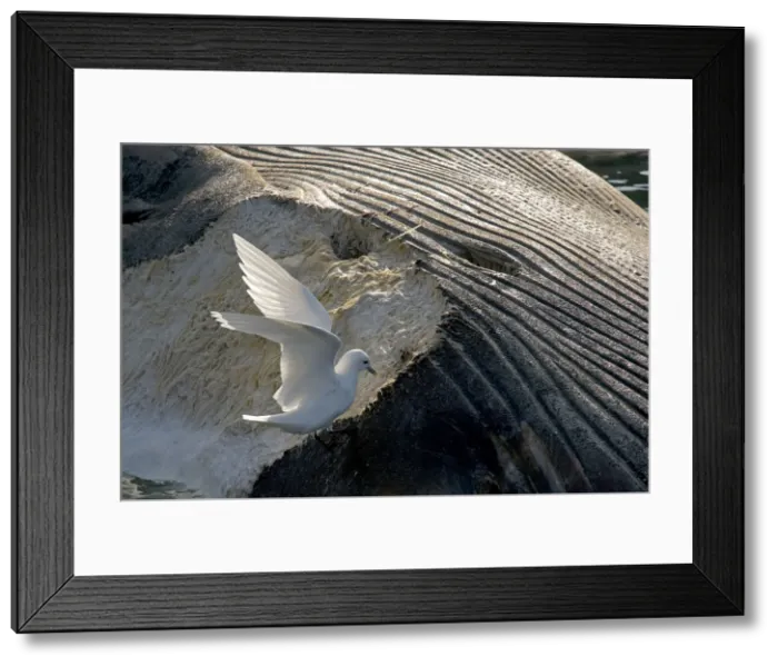 Framed Print : DDE-90034171 Framed Print : DDE-90034171