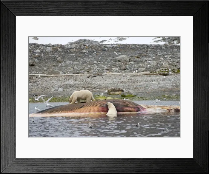 Framed Print : DDE-90034175 Framed Print : DDE-90034175