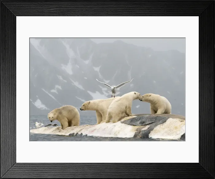 Framed Print : DDE-90034178 Framed Print : DDE-90034178