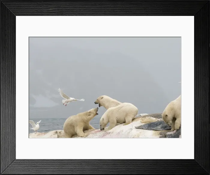 Framed Print : DDE-90034179 Framed Print : DDE-90034179
