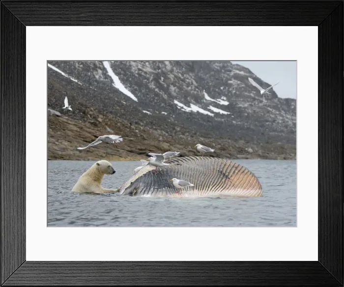 Framed Print : DDE-90034181 Framed Print : DDE-90034181