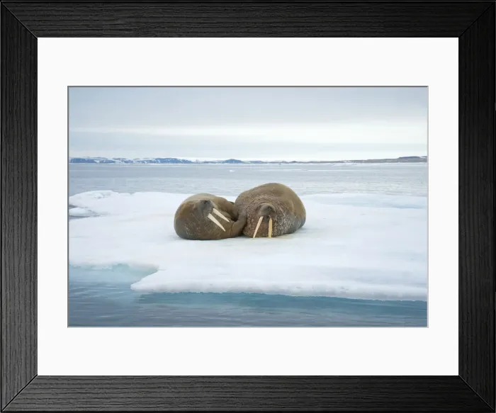 Framed Print : DDE-90034185 Framed Print : DDE-90034185