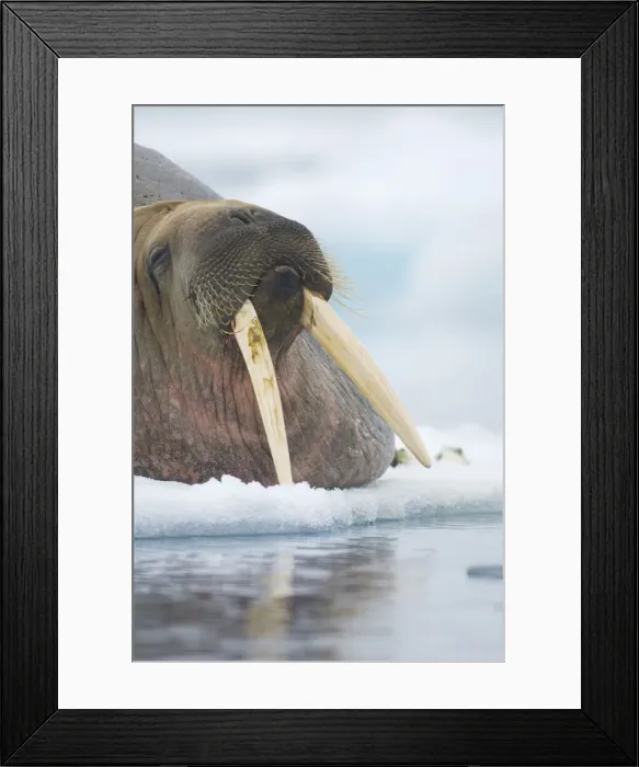 Framed Print : DDE-90034186 Framed Print : DDE-90034186