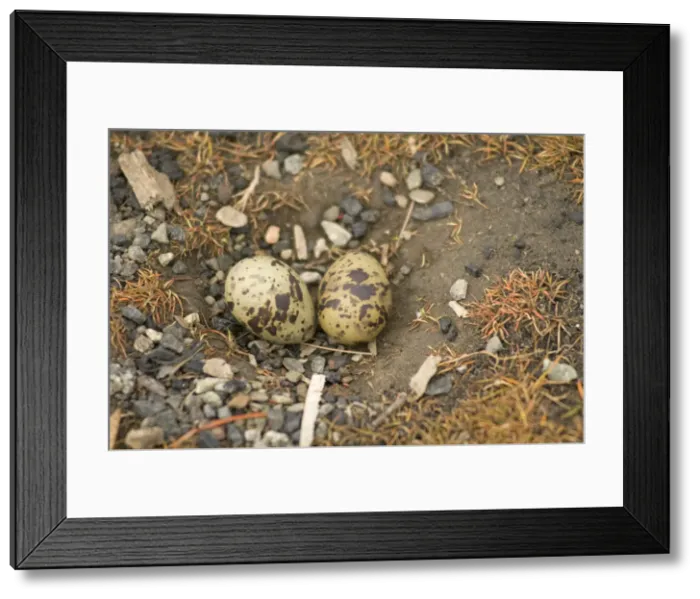 Framed Print : DDE-90034189 Framed Print : DDE-90034189