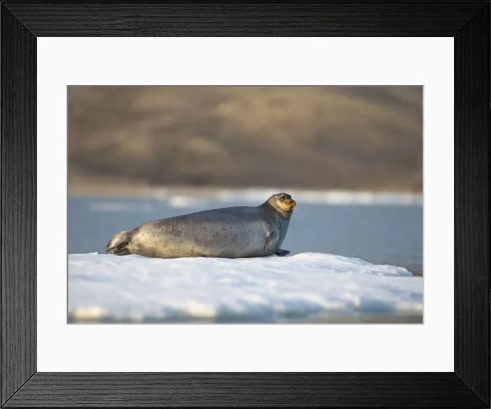 Framed Print : DDE-90034187