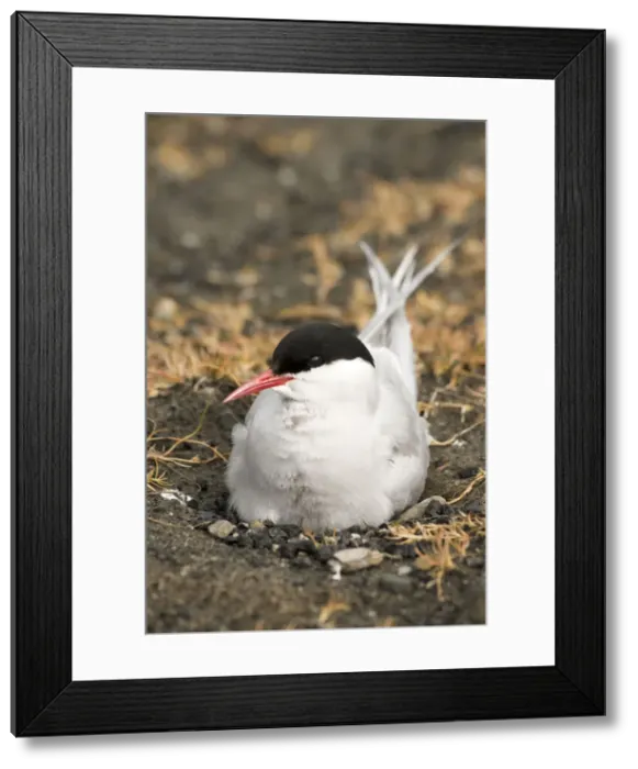 Framed Print : DDE-90034190 Framed Print : DDE-90034190
