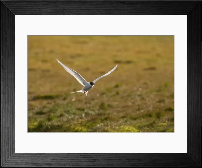 Framed Print : DDE-90034191