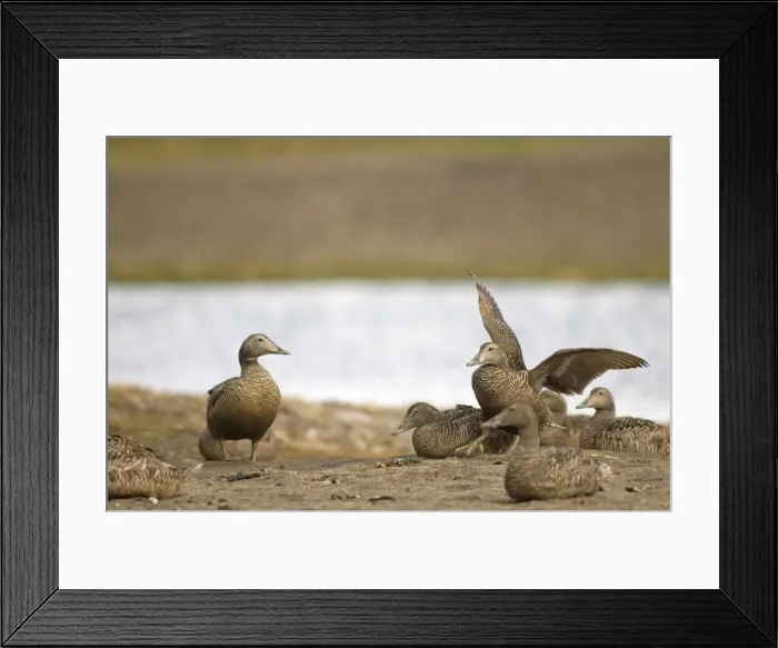 Framed Print : DDE-90034194 Framed Print : DDE-90034194