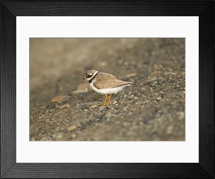 Framed Print : DDE-90034195 Framed Print : DDE-90034195