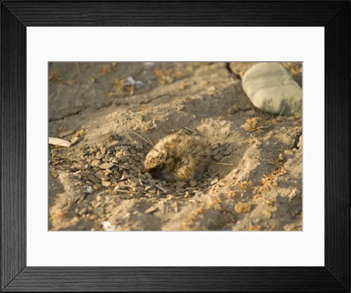 Framed Print : DDE-90034197 Framed Print : DDE-90034197
