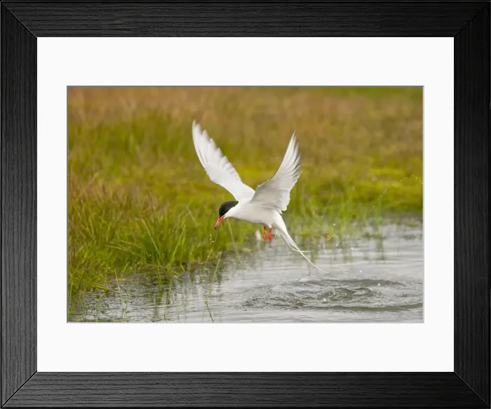 Framed Print : DDE-90034193